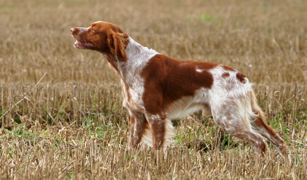 Собака спаниель на охоте