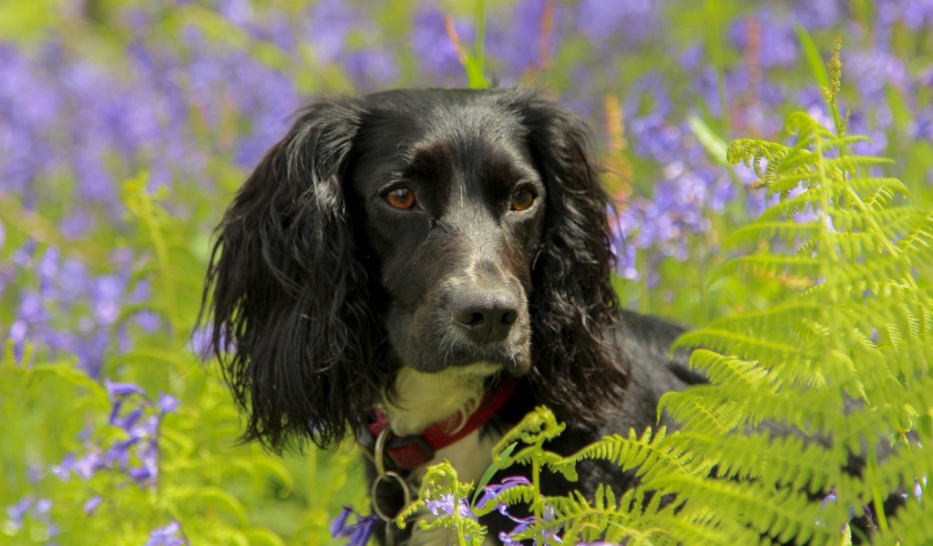 Спаниель в весеннем цвету