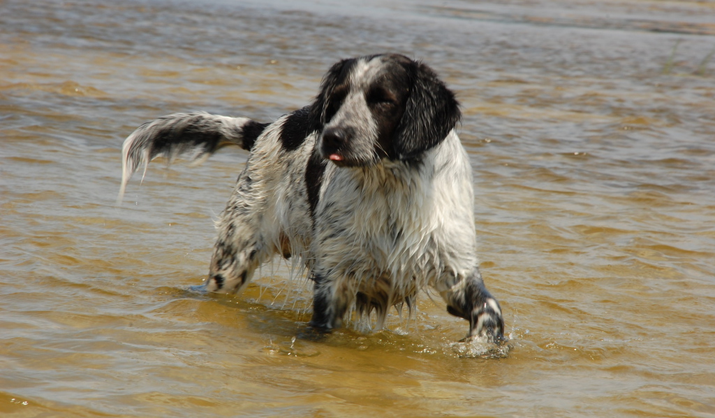 Спаниель играет в воде