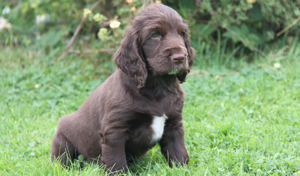 Щенок спаниель в поле