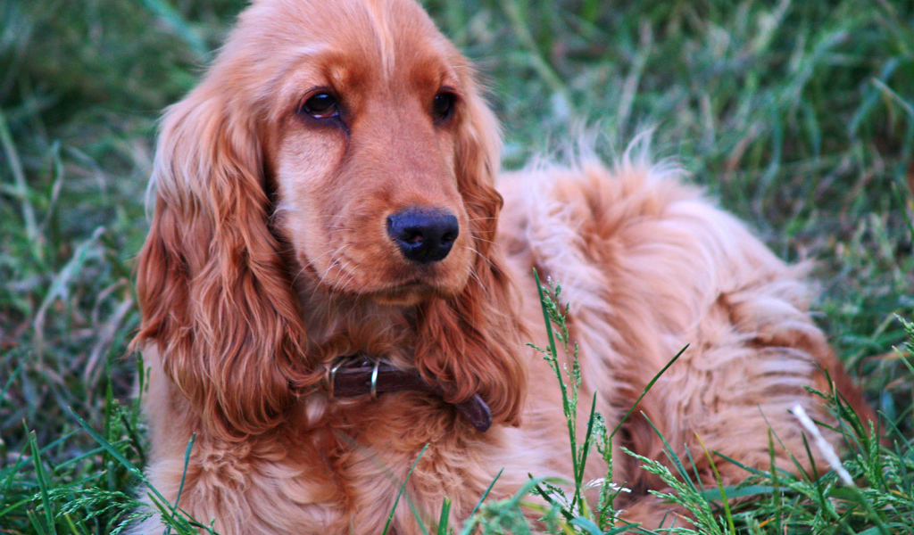 Спаниель гуляет на лугу