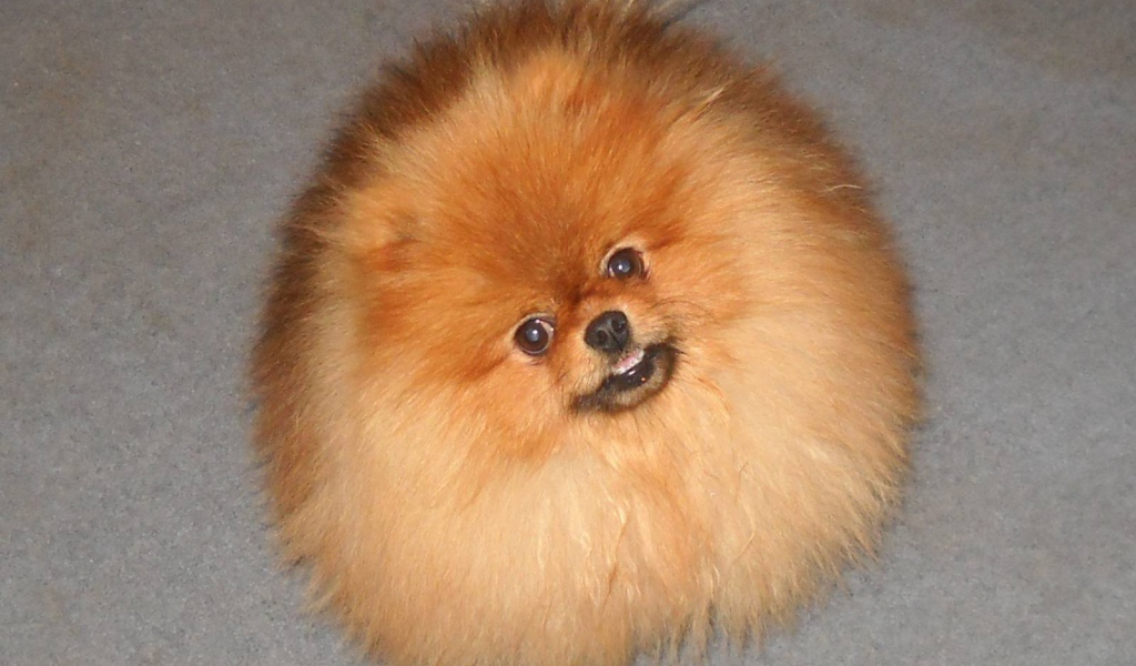 Шпиц пушистое облако