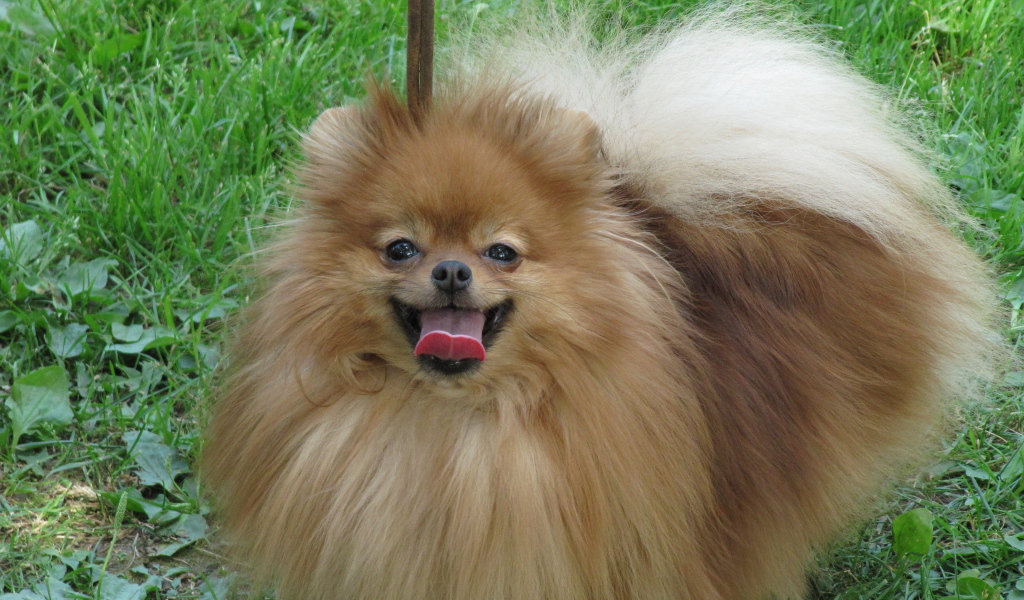 Шпиц на лугу улыбается