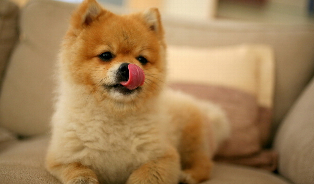 Шпиц облизывает нос