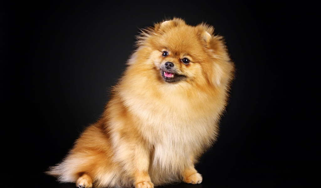 Шпиц на черном фоне