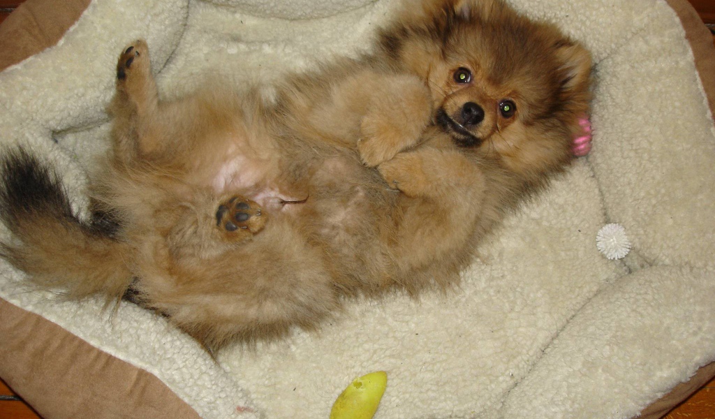 Шпиц отдыхает в кроватке