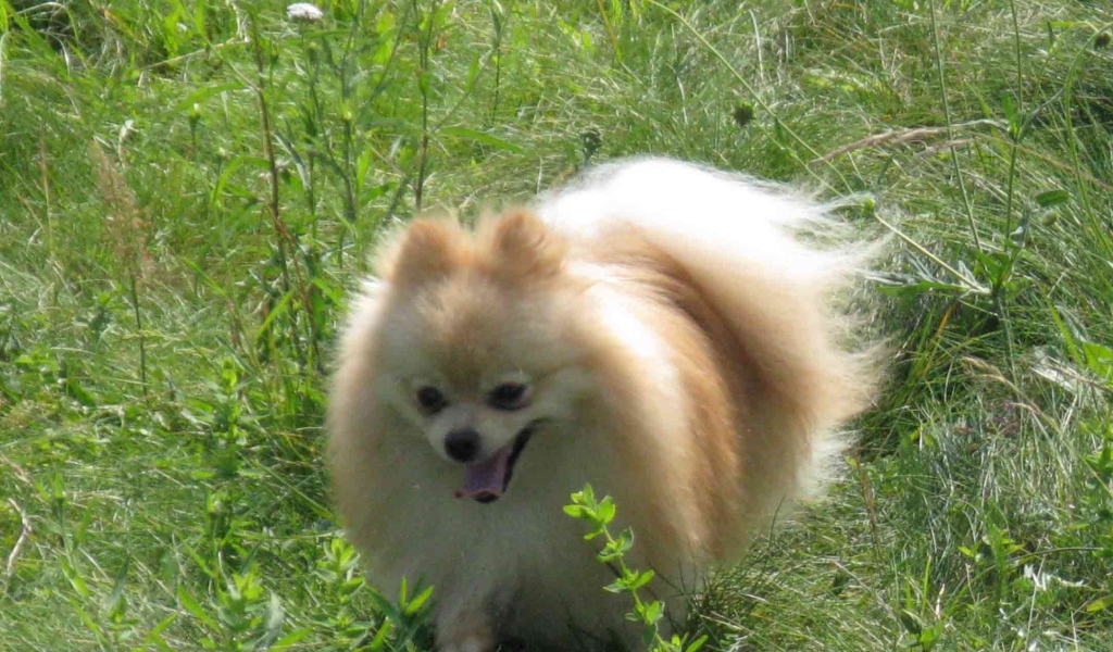 Шпиц бежит по лугу