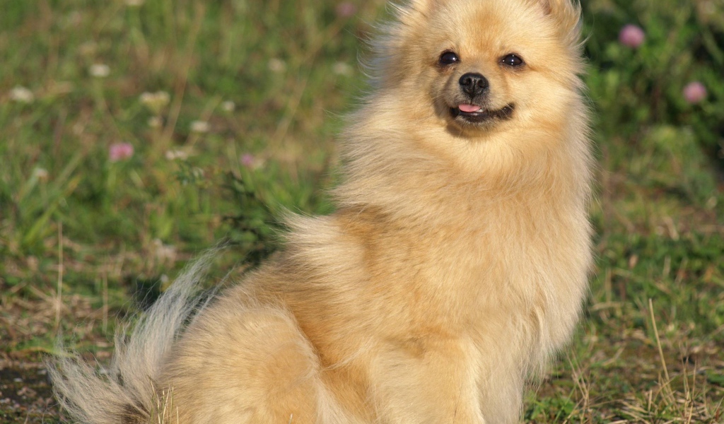 Шпиц на прогулке