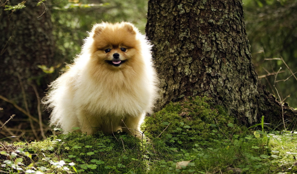 Шпиц гуляет в лесу