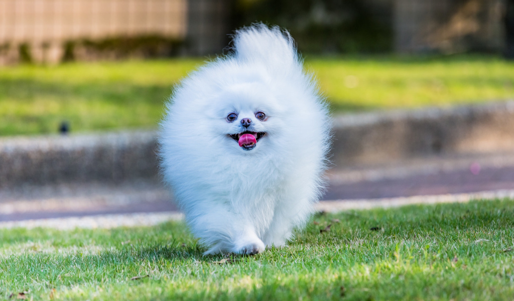 Шпиц белое облако