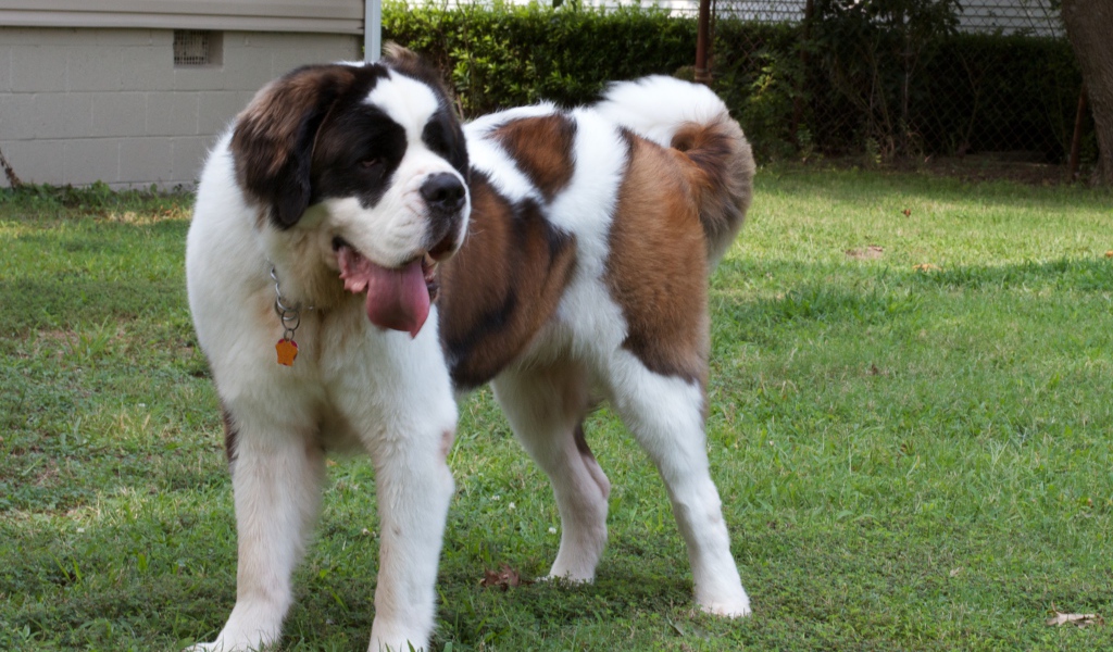 Сенбернар во дворе