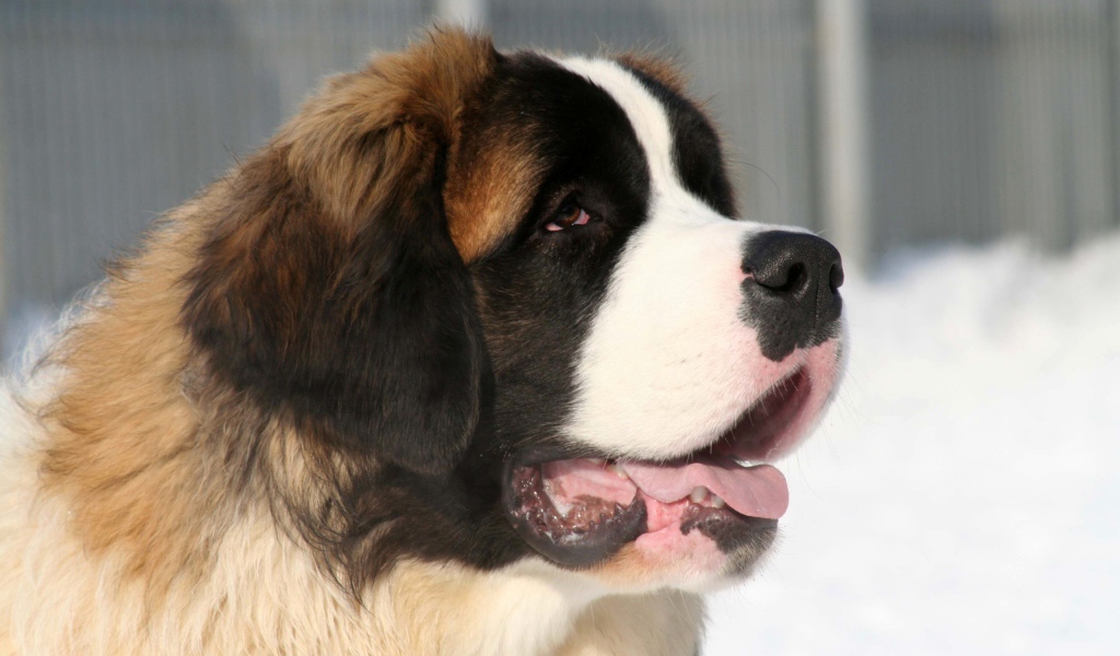 Собака сенбернар зимой