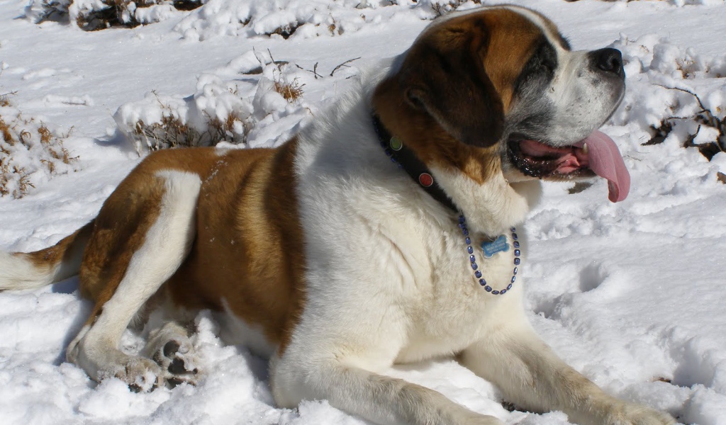 Сенбернар лежит в снегу