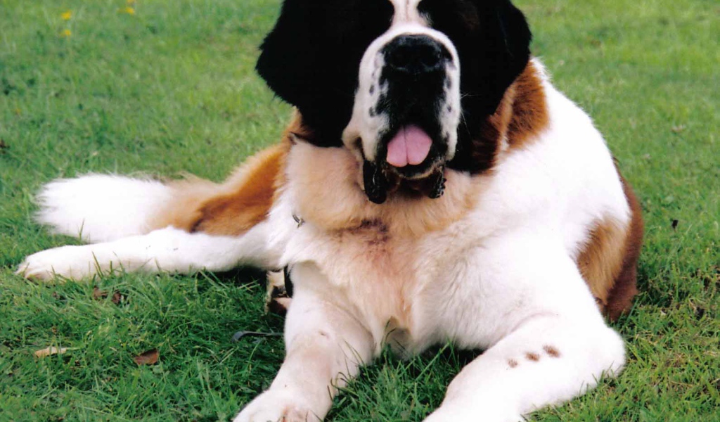 Сенбернар лежит на газоне