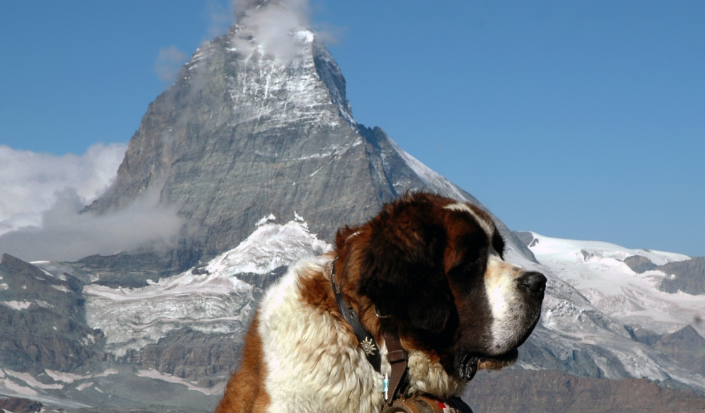 Сенбернар на фоне горы