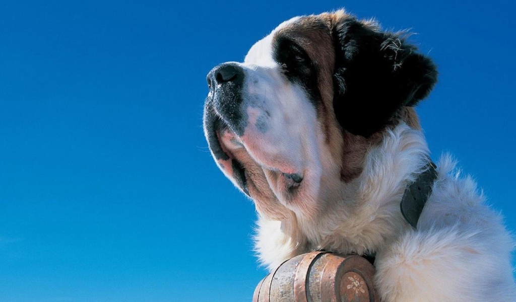 Сенбернар на фоне неба