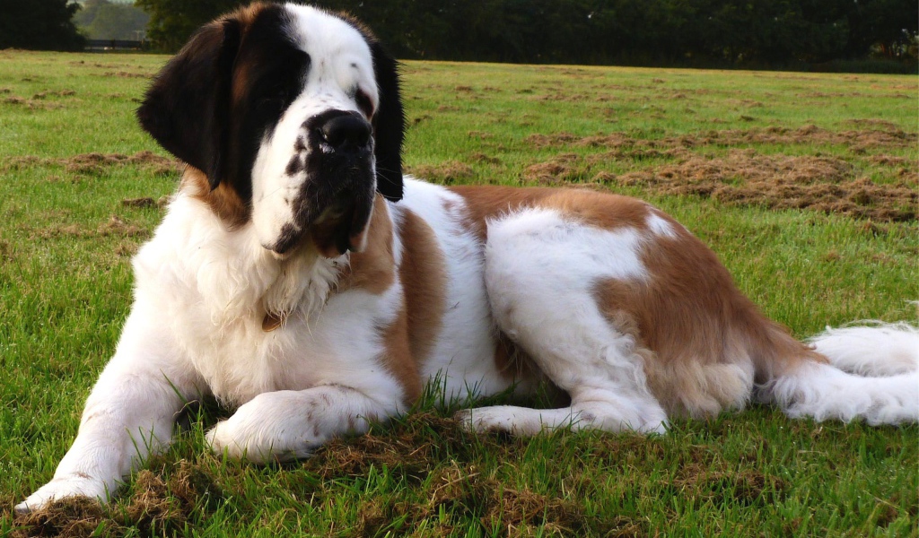 Сенбернар отдыхает на газоне