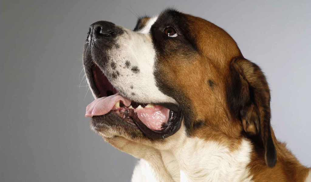 Пасть собаки сенбернара