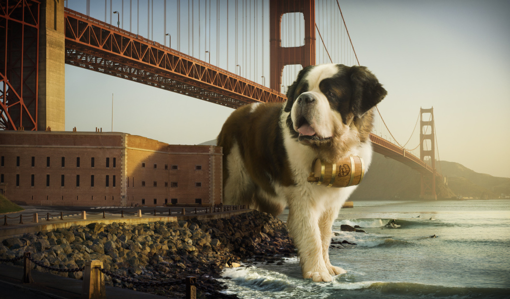 Сенбернар в Сан-Франциско