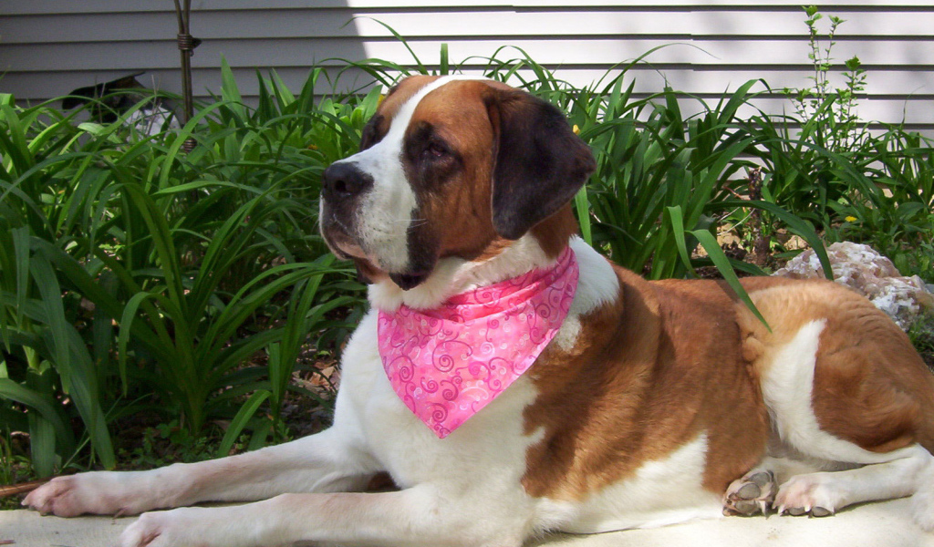 Сенбернар в розовой повязке