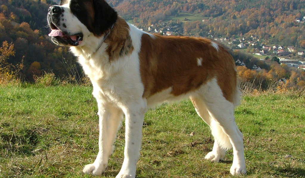 Сенбернар в Альпах