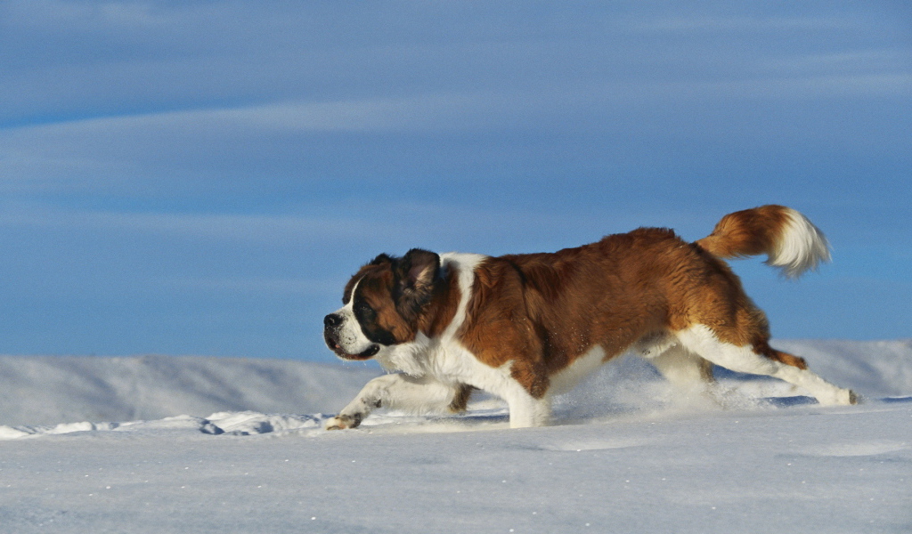 Сенбернар в сугробе