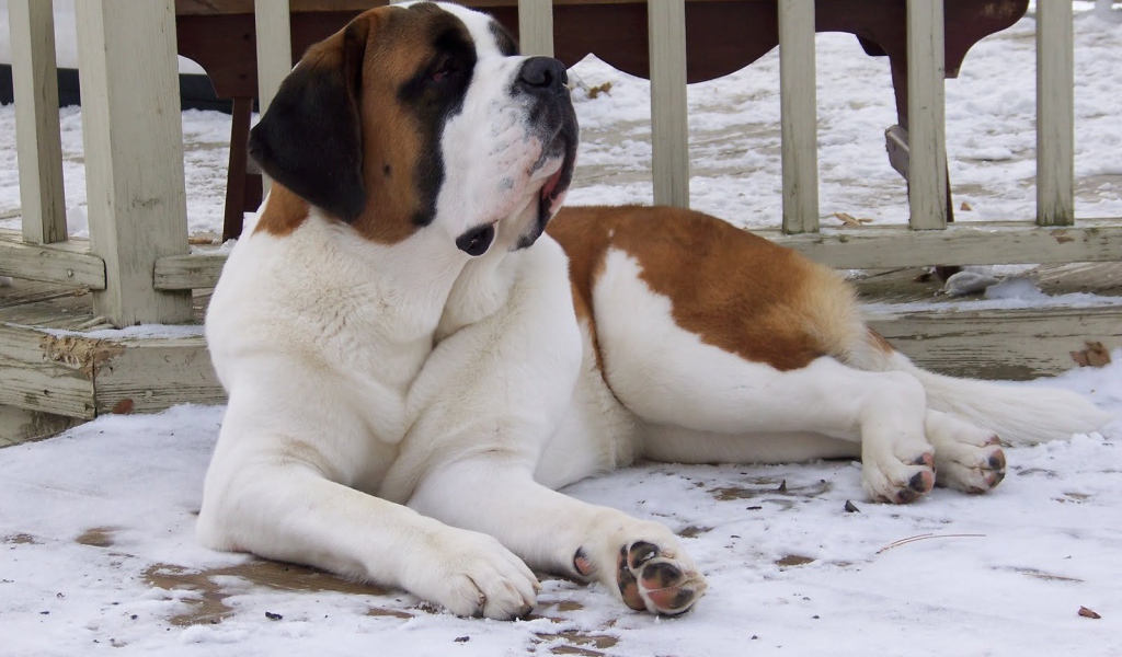 Сенбернар лежит у забора