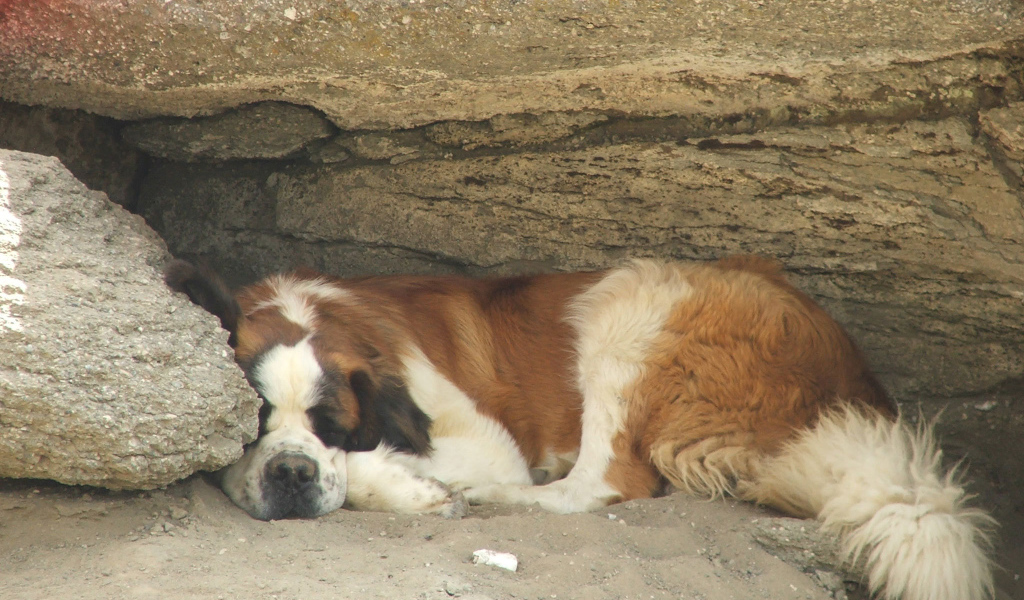 Сенбернар прилег отдохнуть под скалой