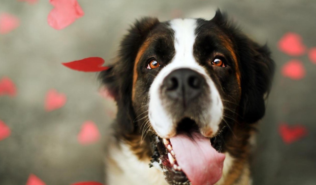 Сенбернар среди сердец