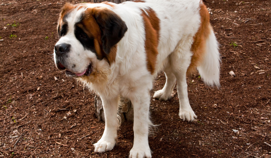 Сенбернар на земле