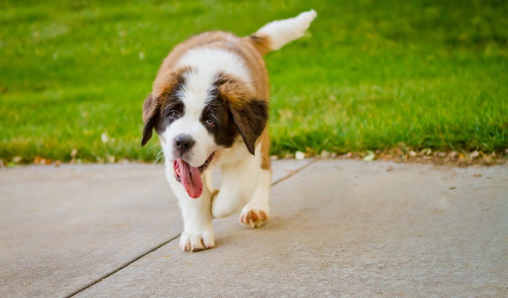 Сенбернар на дорожке