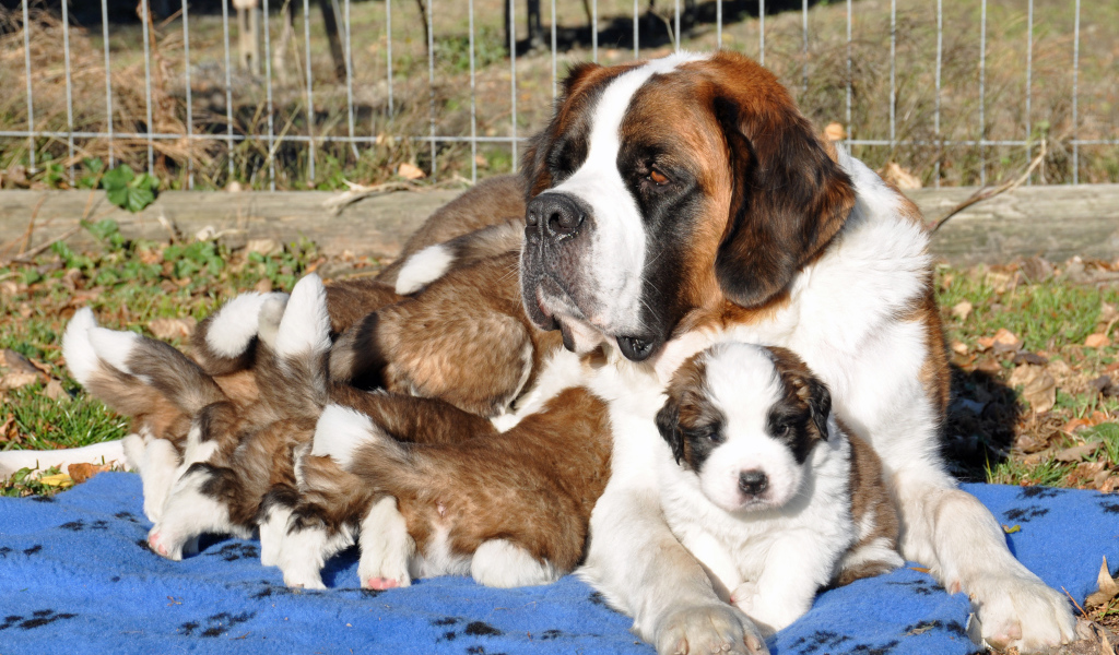 Мама сенбернар с щенками