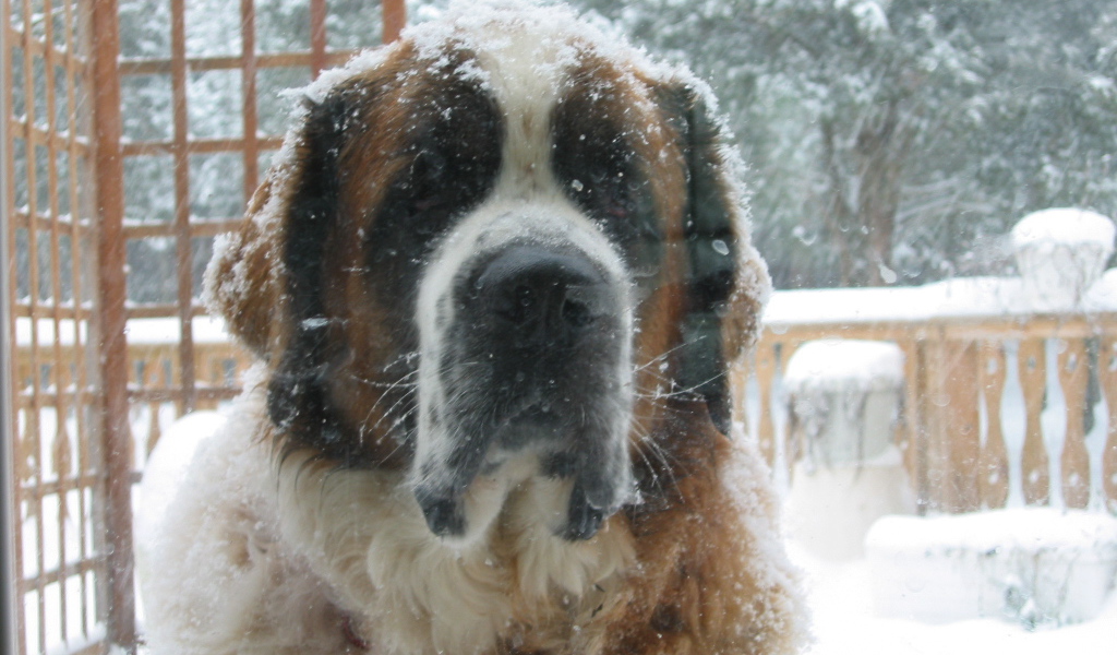 Сенбернара заметает снегом