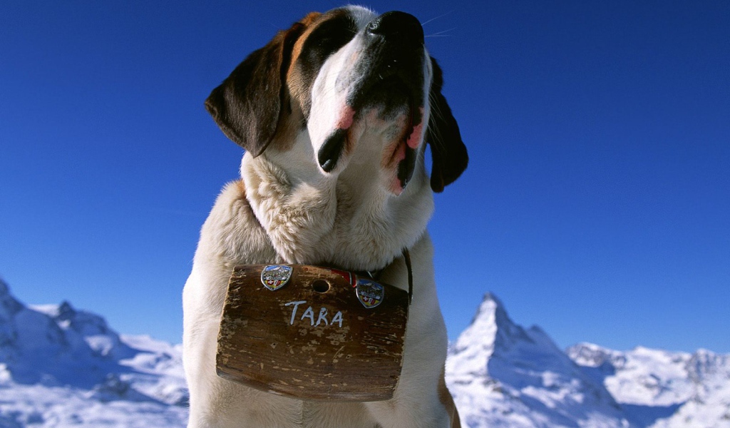 Сенбернар с бочонком вина