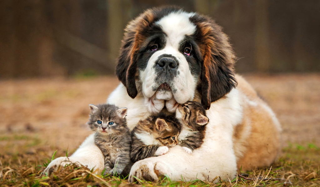 Сенбернар с котятами