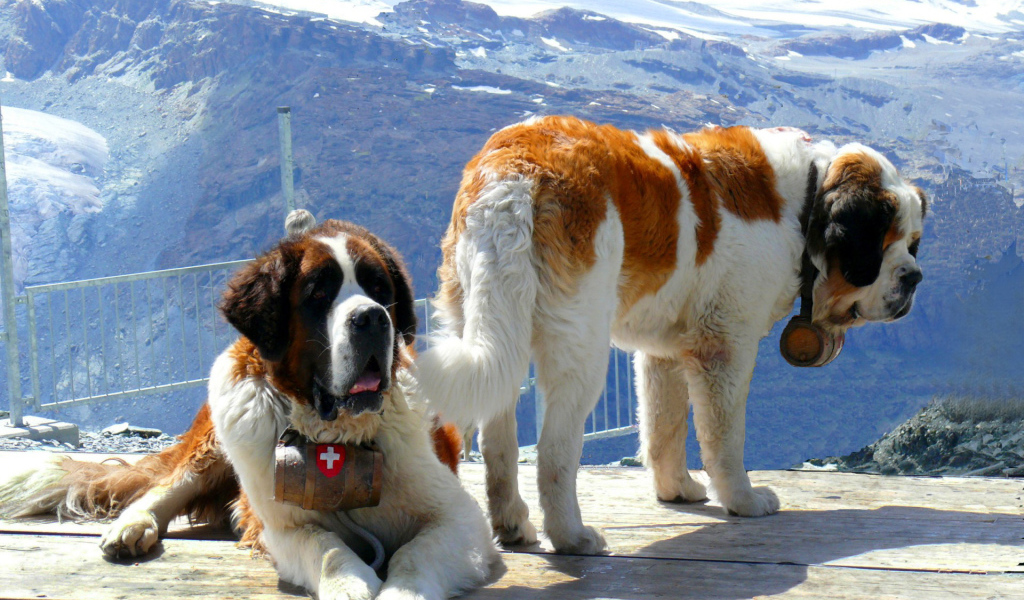 Сенбернары на фоне гор