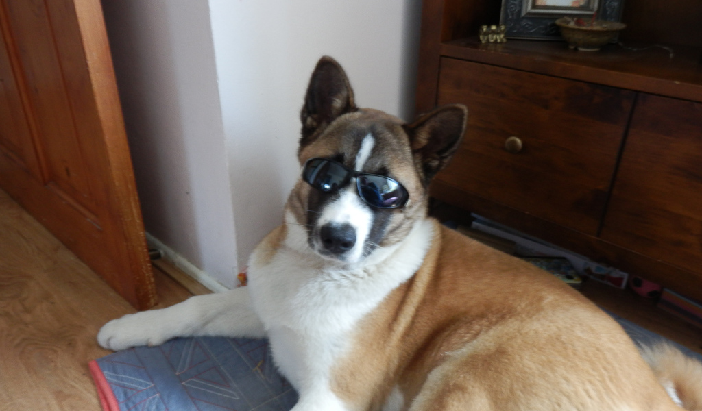 Крутой пес американская акита