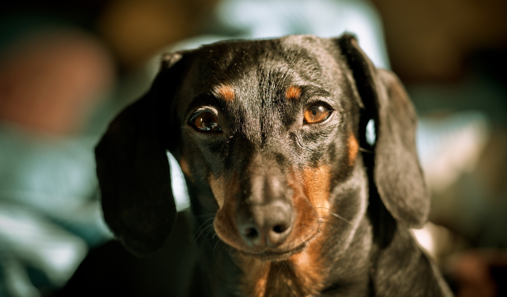 Строгий взгляд таксы