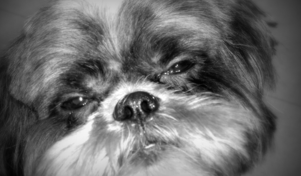 Строгий взгляд шитцу