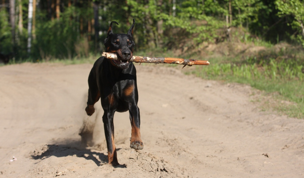 Палка в зубах добермана
