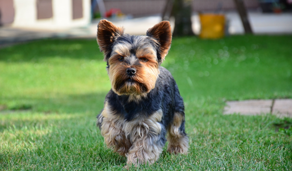 Строгий йоркширский терьер