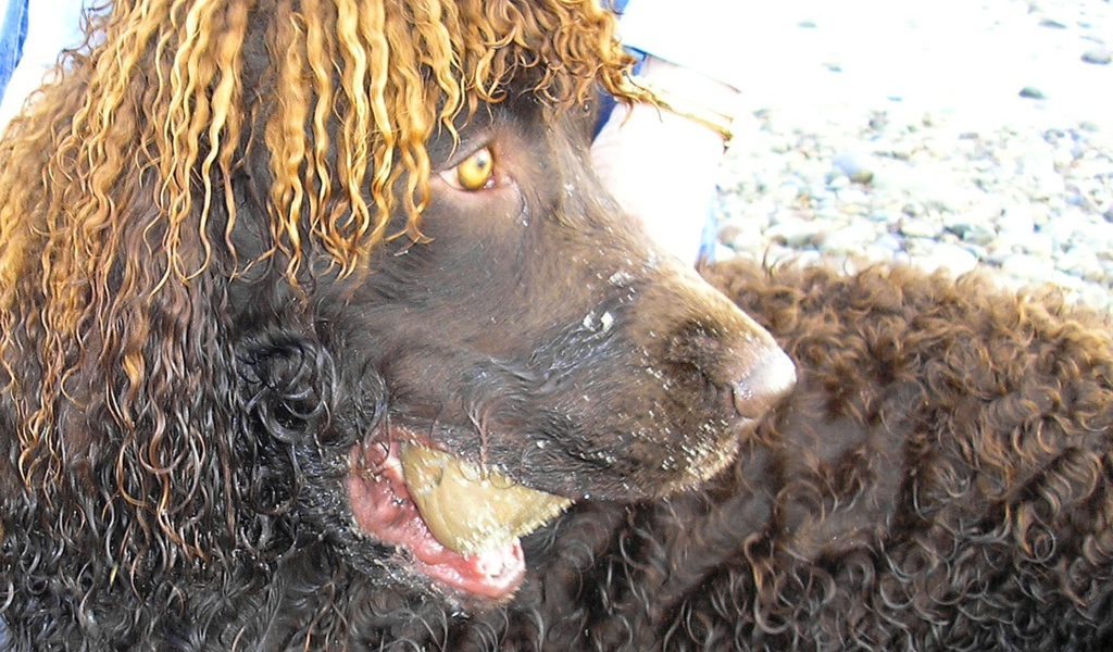 Удивленный ирландский водяной спаниель