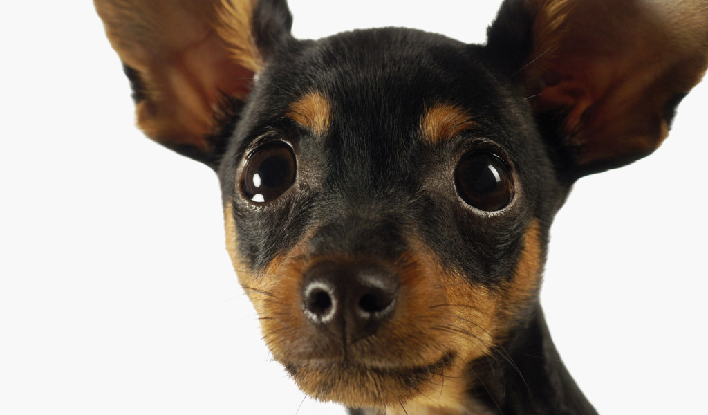 Милая мордашка чихуахуа