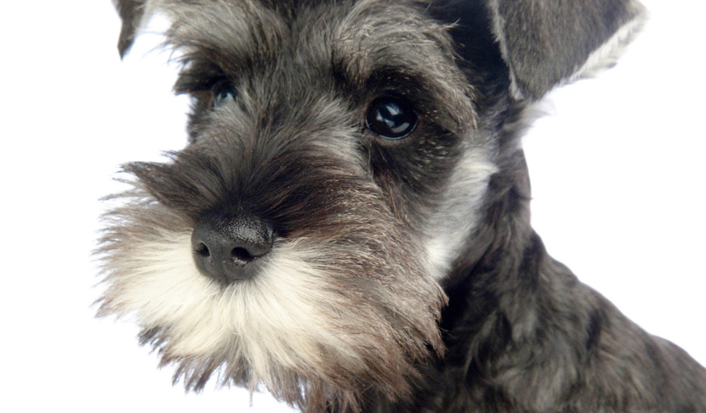 Милая мордочка шнауцера