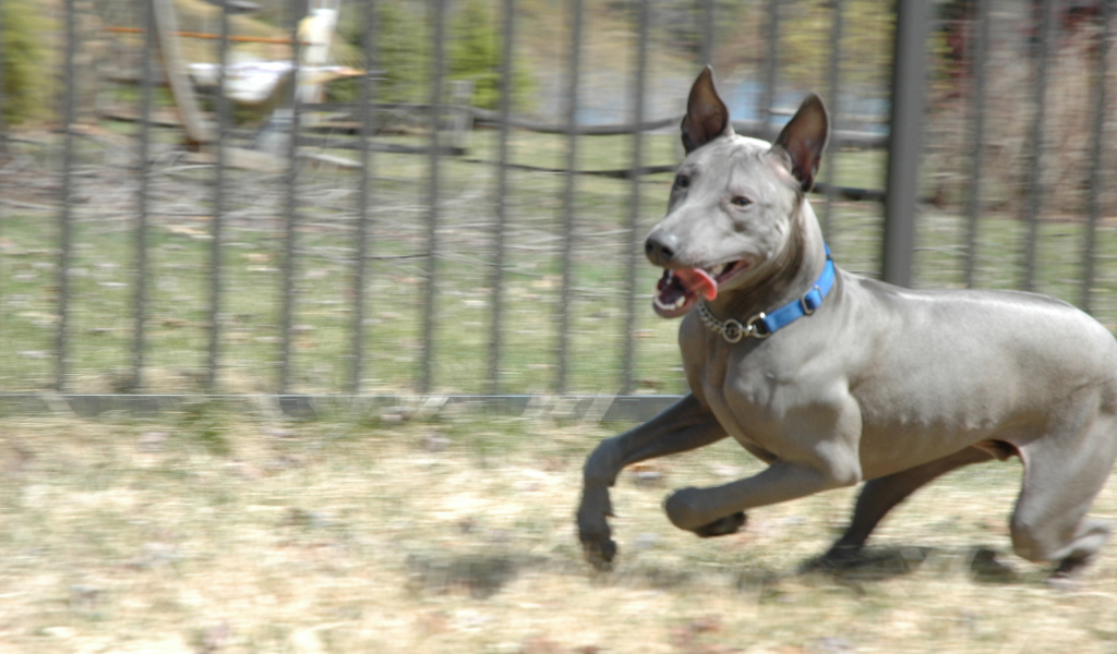 Стремительный тайский риджбек