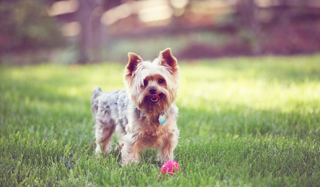Терьер с мячиком на траве