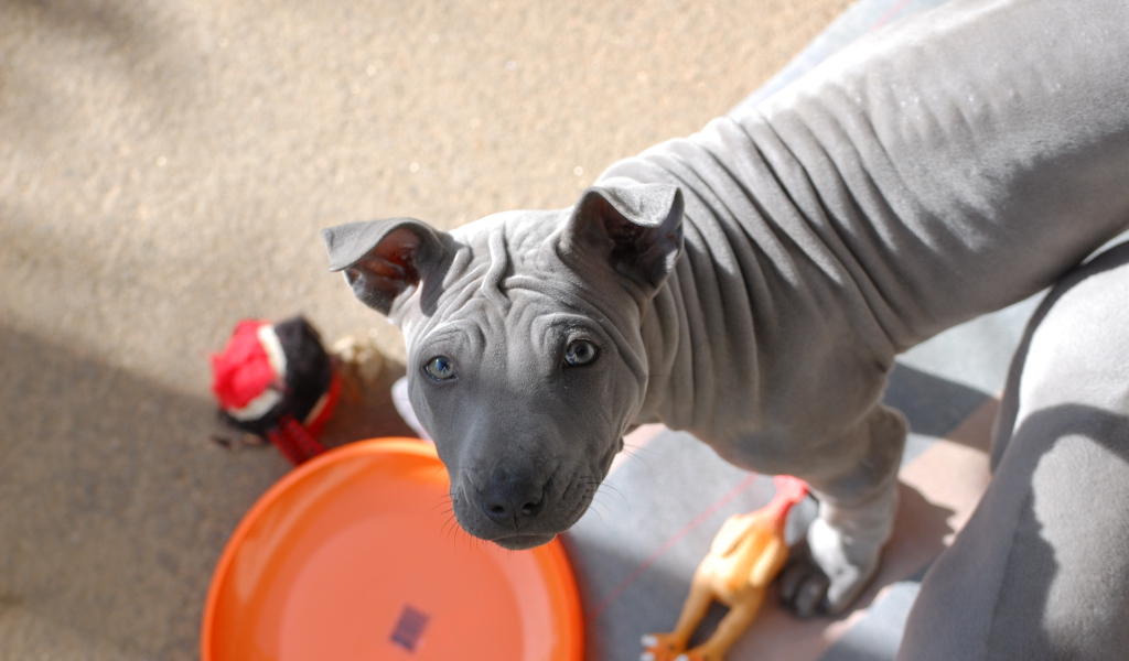 Тайский риджбек просит кушать