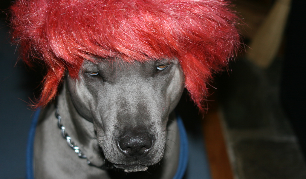 Тайский риджбек в парике