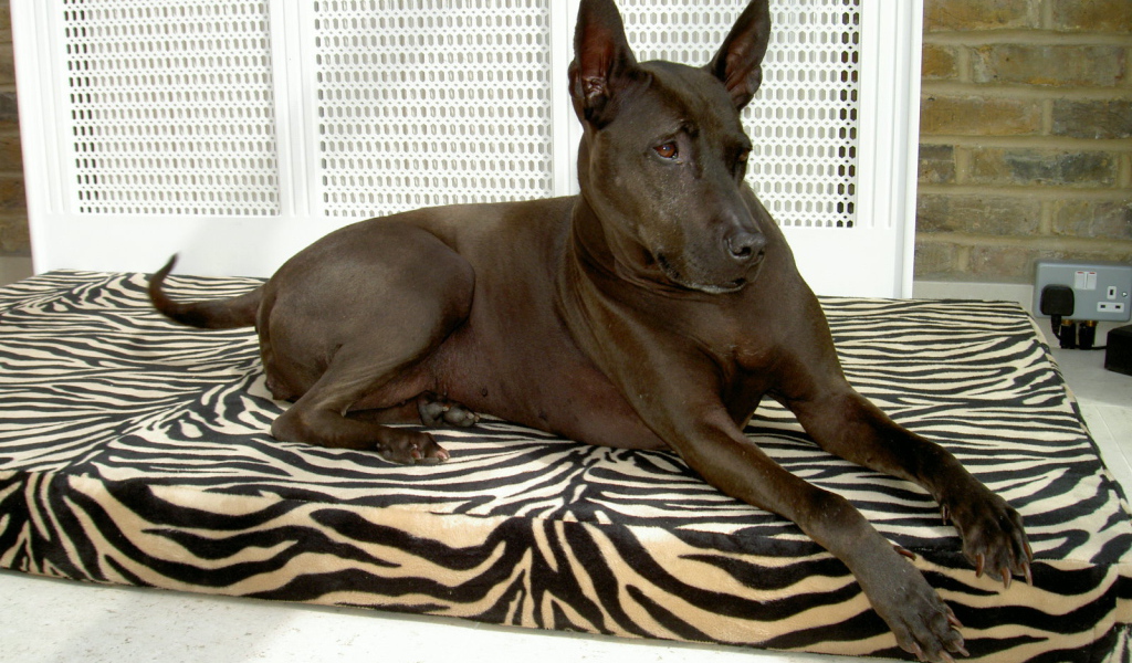 Тайский риджбек на подстилке