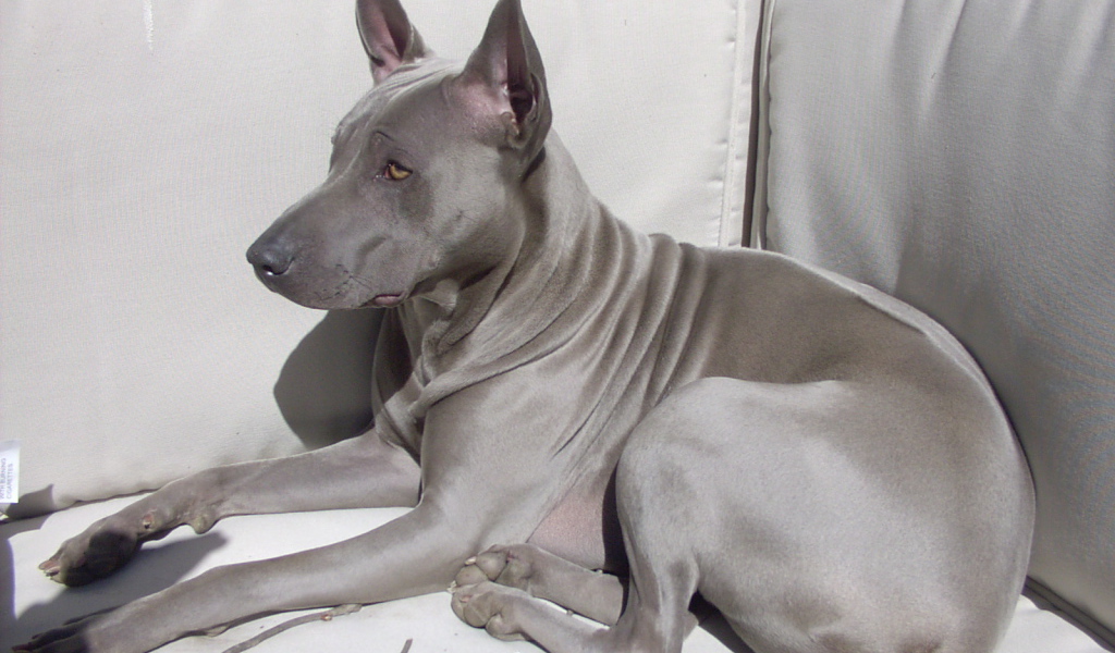 Тайский риджбек на диване